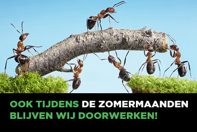 We blijven open tijdens de zomer! zomermieren.jpg